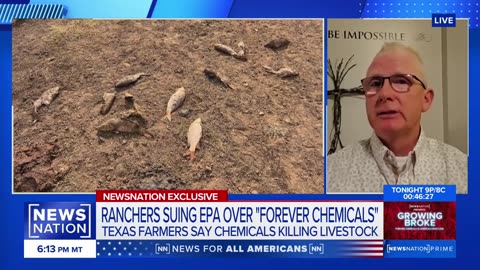 Forever chemicals killed 39 animals, ‘devastated our lives’: Texas rancher | NewsNation Prime