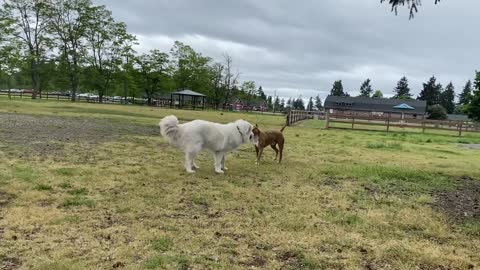 German Shepherd Attacks Pitbull [OFF LEASH DOG PARK]