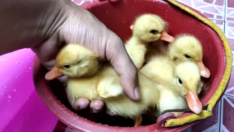cute ducks swimming small pond