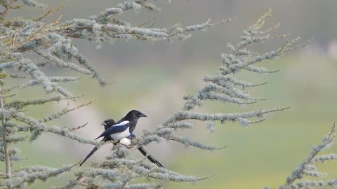 a pair of beautiful birds on a pretty tree