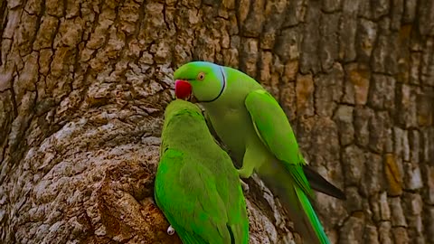 Lovely birds