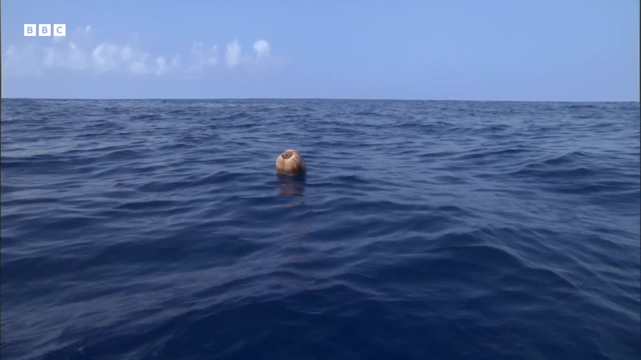 What Do These Birds and Coconuts Have In Common South Pacific BBC Earth
