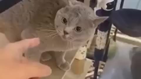 Funny animals