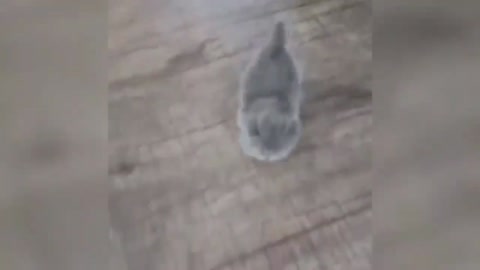Funny Animals Сompilation 👍 Best Of The 😹 2020-2021 🤣 #32