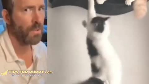 Funny Cat Video