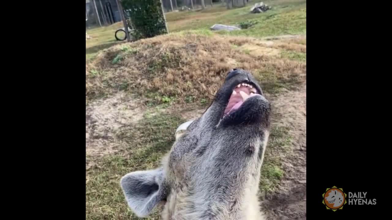 hyena