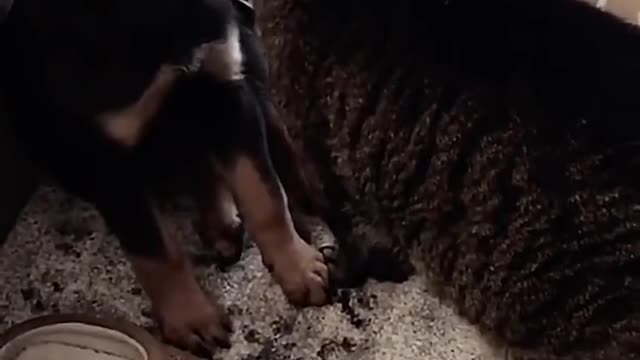 funny pet