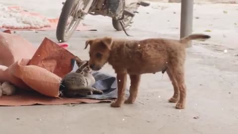 Funny Doggy video... lol