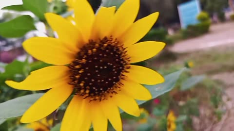 Surah Rahman - By Qari Nadeem Yousuf _ سورہ رحمٰن55 _Beautiful Recitation
