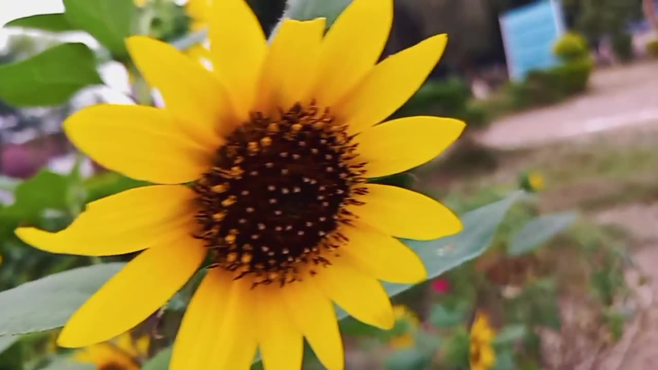 Surah Rahman - By Qari Nadeem Yousuf _ سورہ رحمٰن55 _Beautiful Recitation