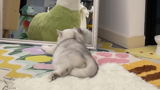 This cat is too inquisitive