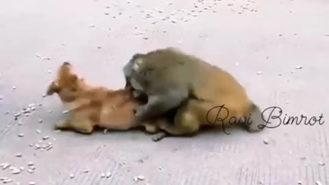 Monkey and Dog Fight #shorts #viral #shortsvideo #video