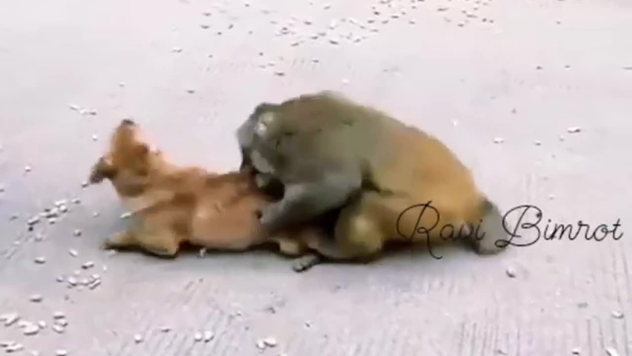 Monkey and Dog Fight #shorts #viral #shortsvideo #video