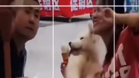 New_Funny_Videos_2022_😍_Cutest_Cats_and_Dogs_🐱🐶_