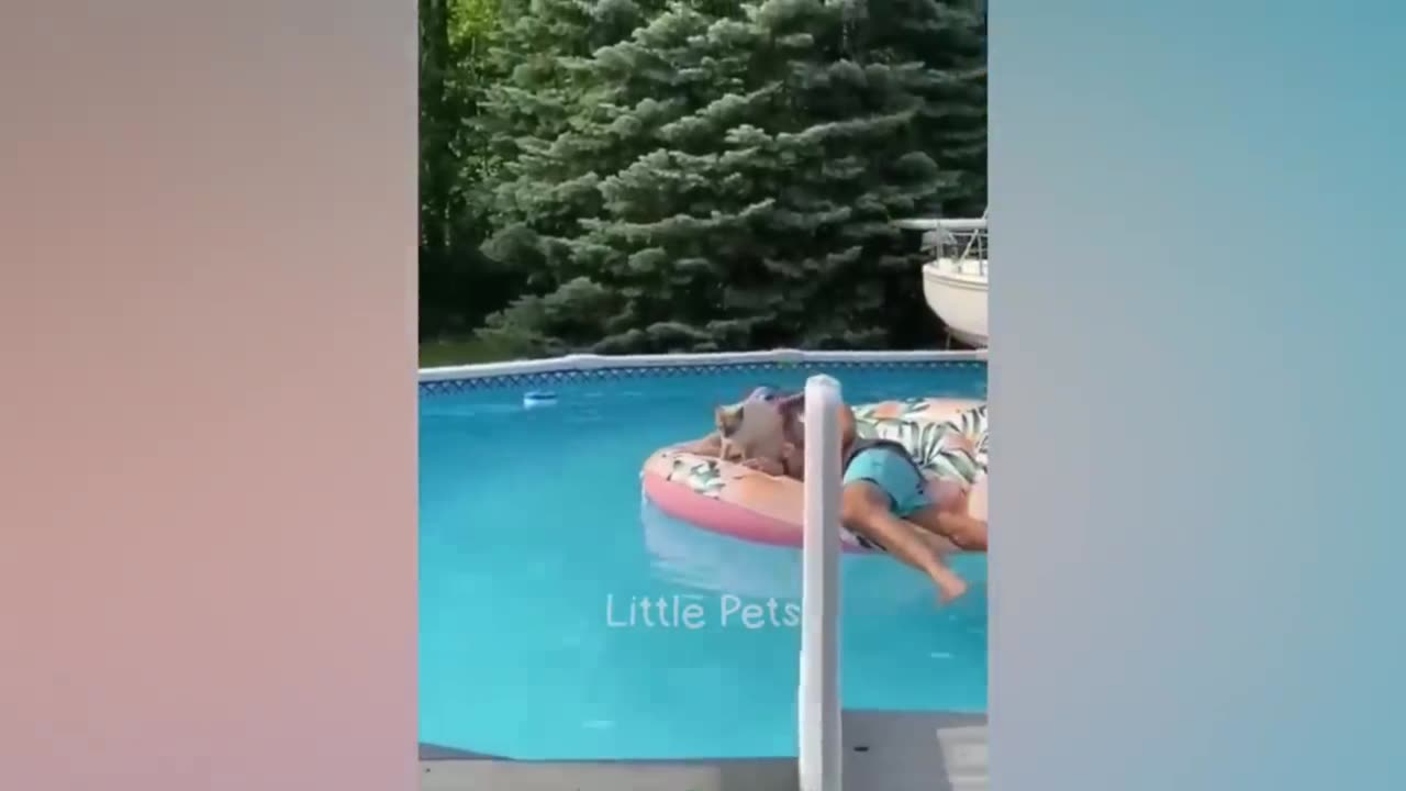 Animal Funniest and Craziest Moments Part-6