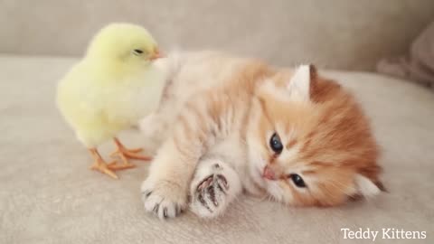 kitten sleeps saweetly with the chicken 🐣
