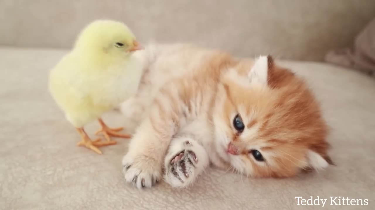 kitten sleeps saweetly with the chicken 🐣