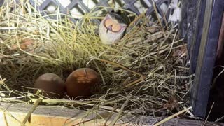 Snake Spits Out Egg