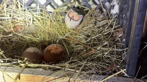 Snake Spits Out Egg