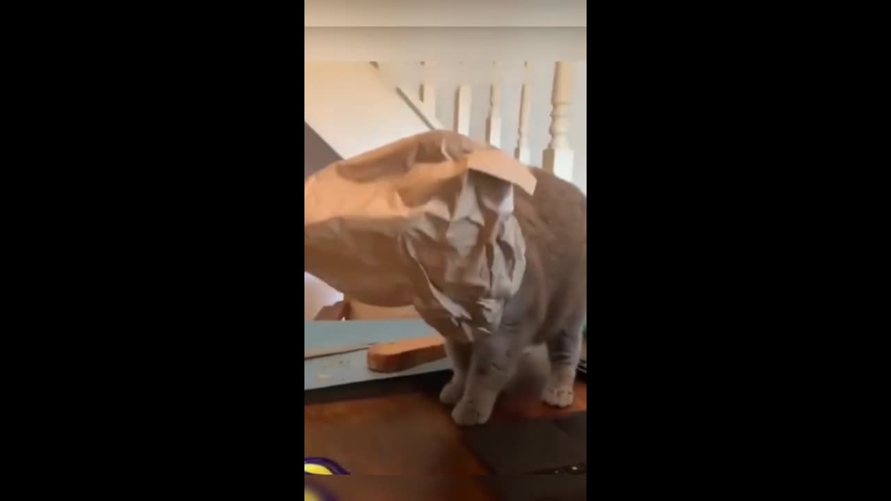 Funny animal videos || Funny cats/dogs || Funny animals 2023