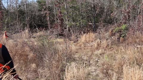 Rabbit hunting N.C 2019 Must see!!!!