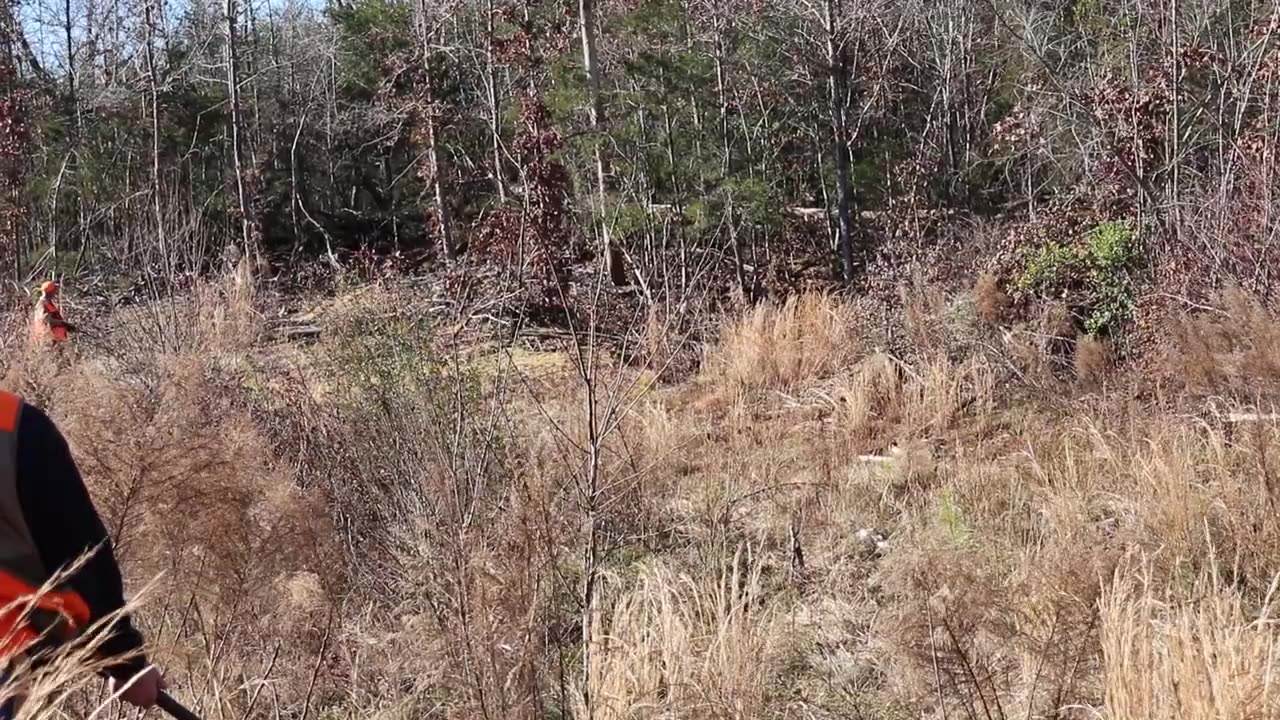 Rabbit hunting N.C 2019 Must see!!!!