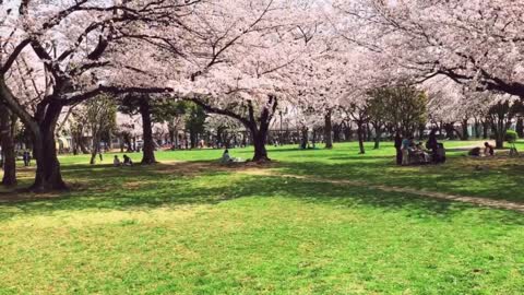 Children playing underneath the cherry blossoms in Japan