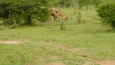 Most Amazing Moments Of Wild Animal 2023 - Wild Discovery Animals