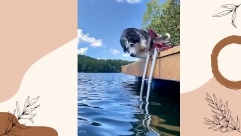 Funny Cute animals Videos Compilation cute moment of the animals - Cutest Animals #23