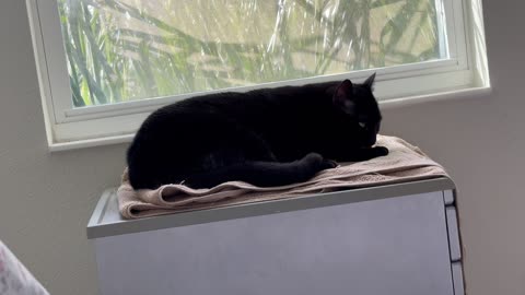 Cute Precious Piper Thinks This Spa Color Looks Like Sand -Adopting a Cat from a Shelter Vlog