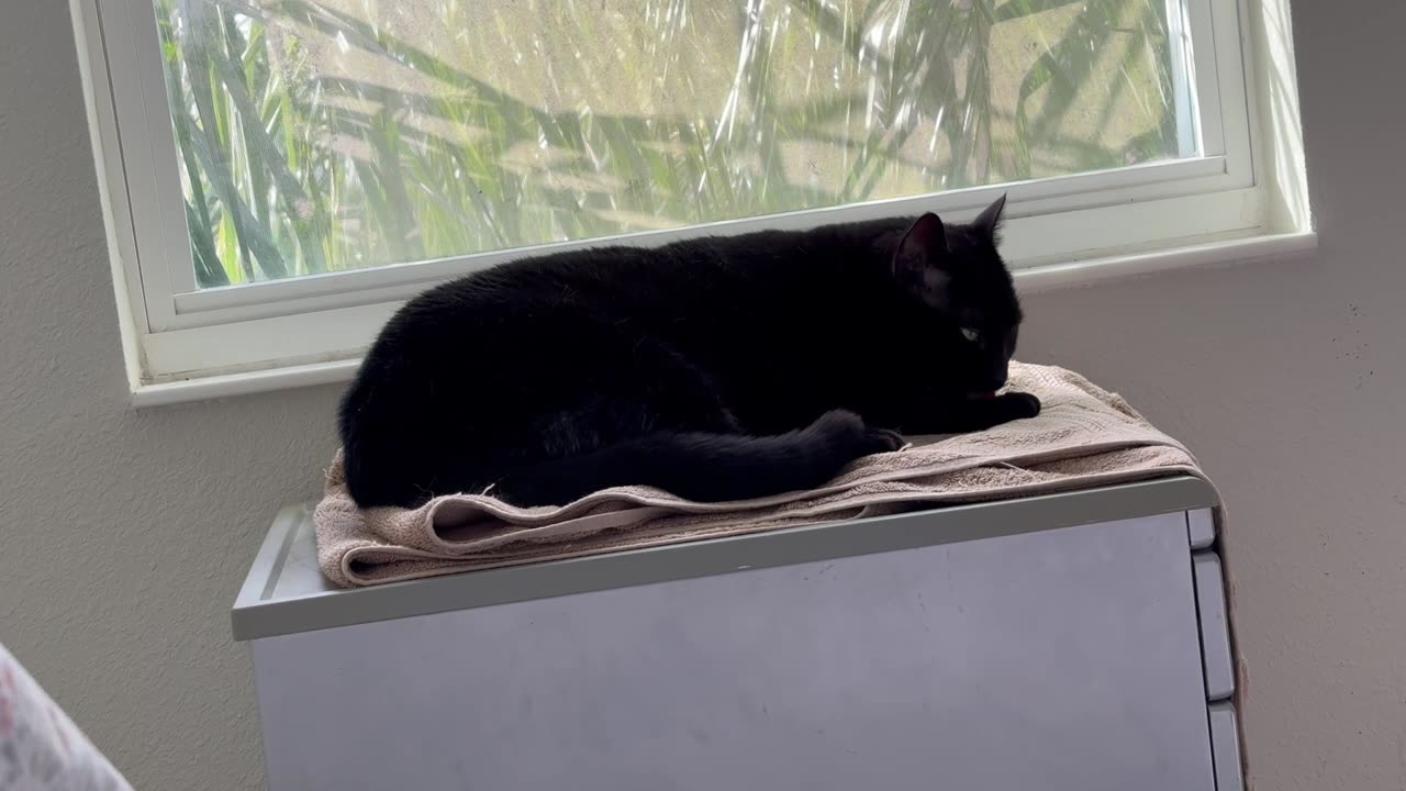 Cute Precious Piper Thinks This Spa Color Looks Like Sand -Adopting a Cat from a Shelter Vlog