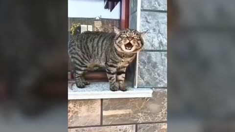 Cat talking video 📷