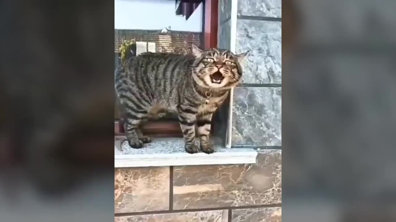 Cat talking video 📷