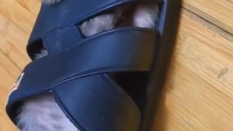 Everything can sleep