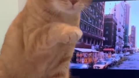 Cat rejects owner's high five.. 😂