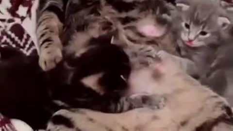 Funny video |Try Not To Laugh