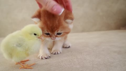 Kittens walk with a cute chick