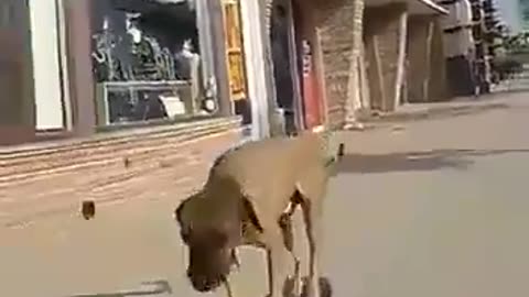 dog funny video