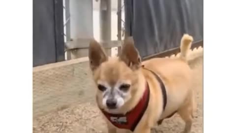 Funniest Animals 🐧 - Best Of The 2020 Funny Animal Videos 😁 - Cutest Animals Ever