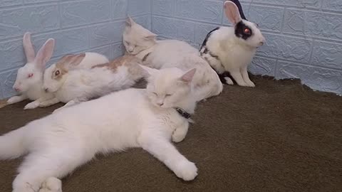 Funny Dogs And Cats Videos 2024 😅 - Best Funniest Animal Videos Of The week
