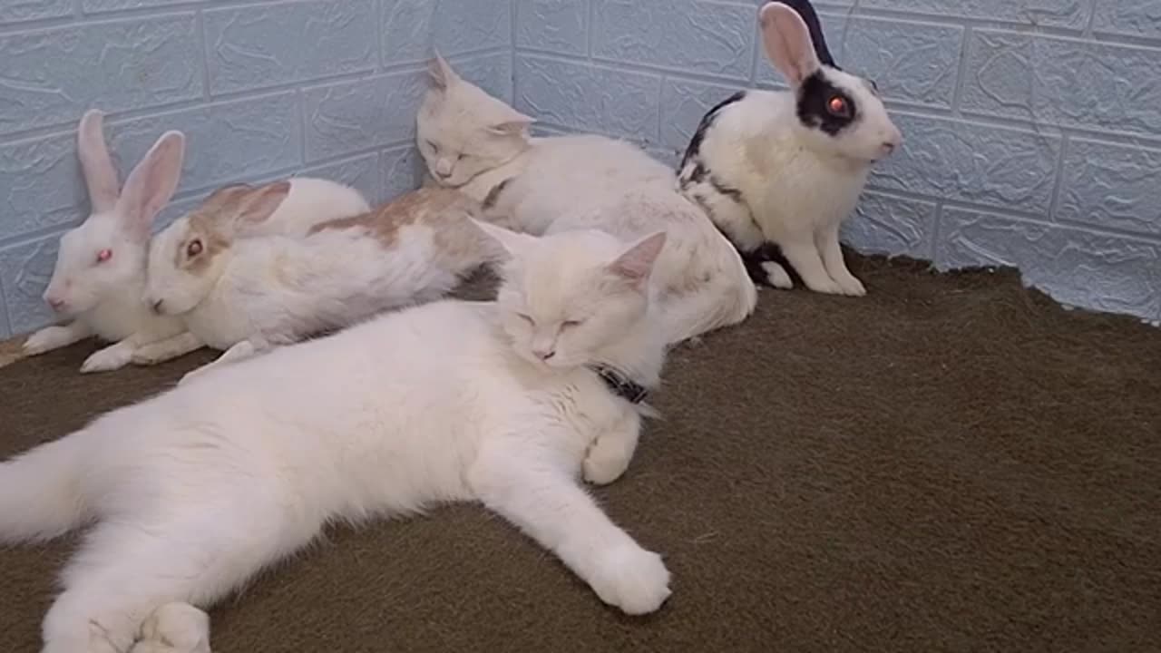 Funny Dogs And Cats Videos 2024 😅 - Best Funniest Animal Videos Of The week