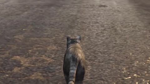 GTA5 Trevor's Transformations