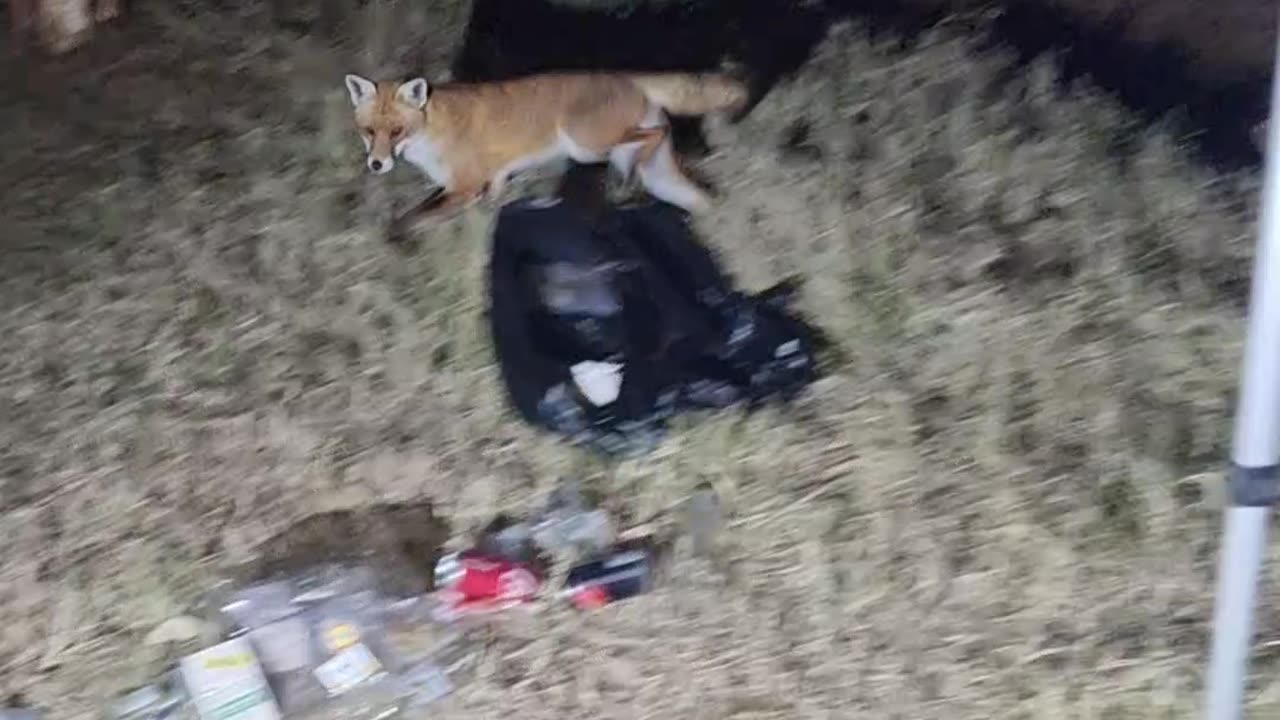 Fox attacks camper