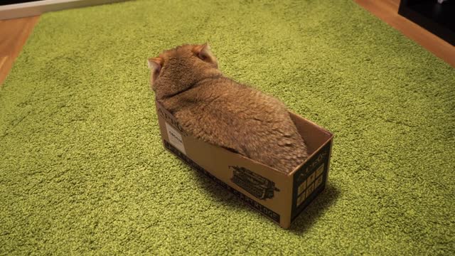 New box Hosico!