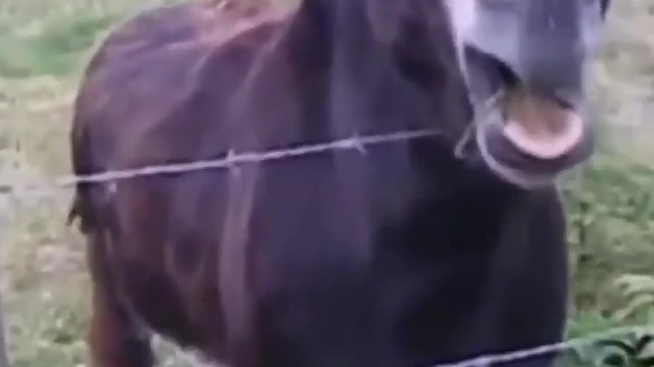 funny video #funnyanimal #funnyvideo #funnyshorts #funnymoments
