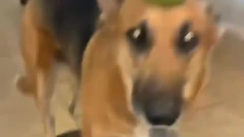Funny animals #3