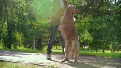 Cute funny pet dog video don't ⛔🚫⛔miss