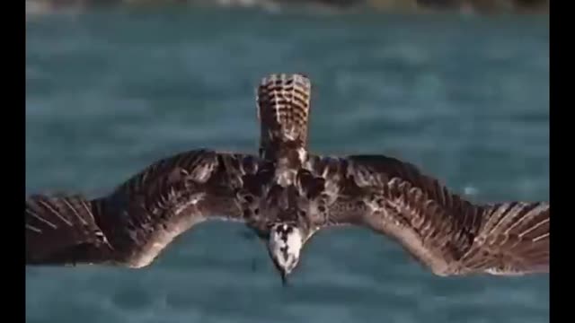 Amazing landing and prey hunting