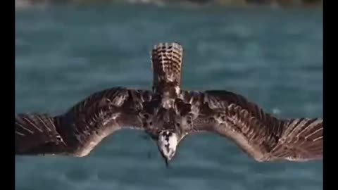 Amazing landing and prey hunting
