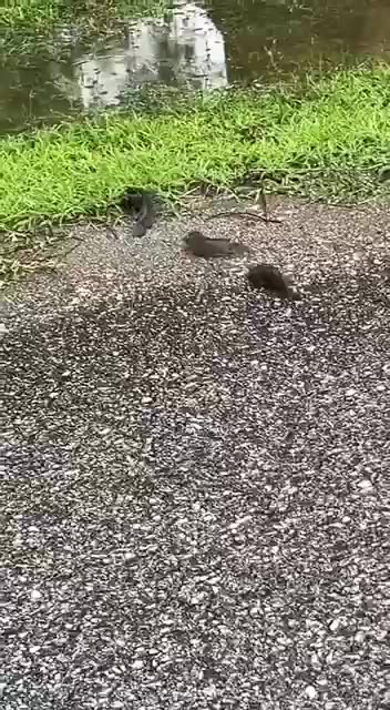 How does the fish know where they are going